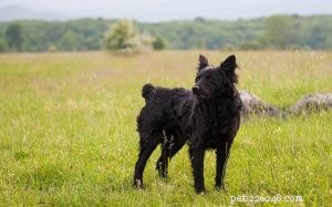 Comportamento do cão pastor croata