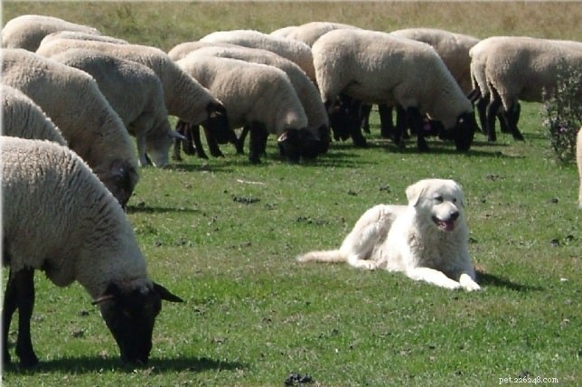 Comportamento del cane pastore maremmano