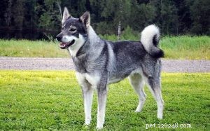 Svensk älghund (jamthund) beteende