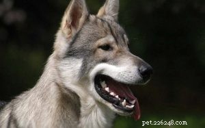 Informations sur la race de chien Tamaskan