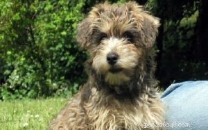 Comportamento de Cairnoodle (Cairn Terrier e Poodle Mix)