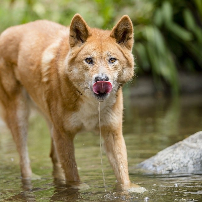 Comportement du chien dingo