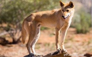 Comportement du chien dingo