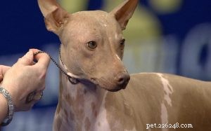 Comportamento do American Hairless Terrier