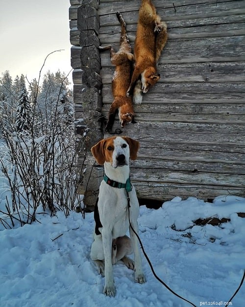 Chování amerického foxhounda