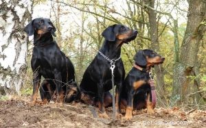 Информация о породе польских охотничьих собак