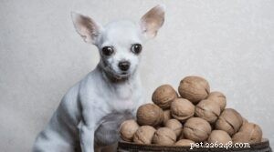Které ořechy jsou pro psy špatné?