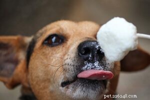 Kan hundar äta gräddfil