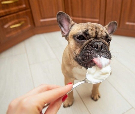 Můžou psi jíst zakysanou smetanu