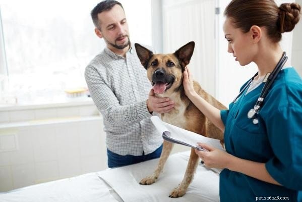 Blod i urinen hos hundar – diagnos, behandling, effekter