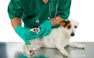 Náklady na odstranění kožních štítků u psa – metody a vedlejší účinky