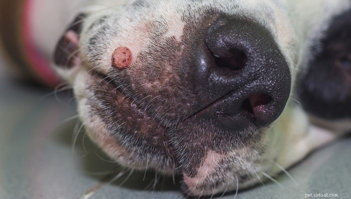 Příčiny kožních štítků u psa – diagnostika a léčba