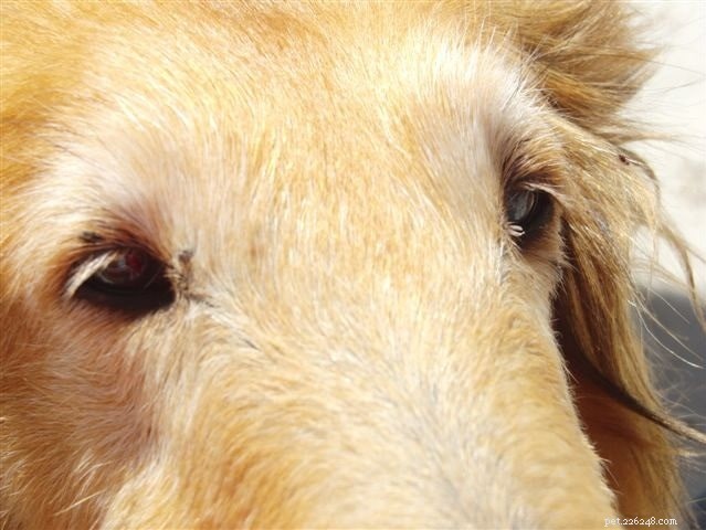 Cause delle etichette cutanee nel cane – Diagnosi e trattamento