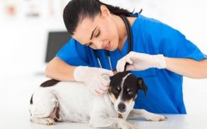 개 피부 태그의 원인 – 진단 및 치료