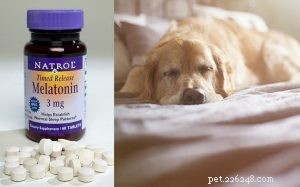 Melatonina e cani:dosaggio, utilizzo, effetti collaterali e benefici richiesti