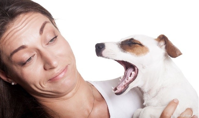 Cão com cheiro de peixe – pode ser o problema da glândula anal do cão