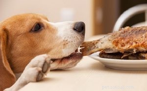 Hund som luktar fisk – det kan vara hundens analkörtelproblem