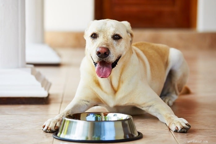 キノアを食べる犬–犬にキノアを与えることの利点と効果 