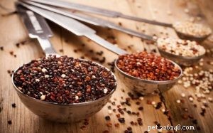 Chiens mangeant du quinoa – Avantages et effets de donner du quinoa aux chiens