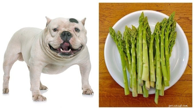 Chiens mangeant des asperges – Avantages et effets de donner des asperges aux chiens