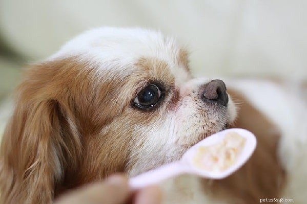 Psi jedí quinou – výhody a účinky krmení psů quinoou