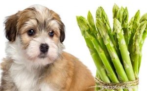 Cani che mangiano asparagi:benefici ed effetti dell alimentazione degli asparagi ai cani