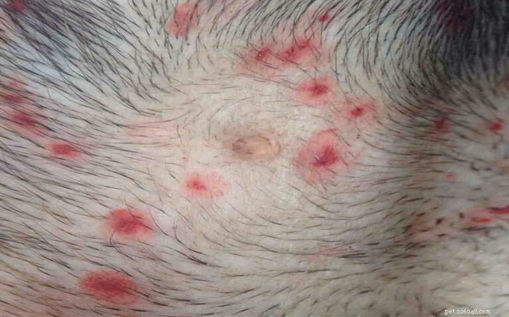 犬の白癬は実際には真菌です。それを取り除くためにそれは約3週間続きます 