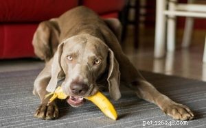 ANO! Váš pes může jíst banány, ale ne slupky. Nejlepší by byla střední dávka