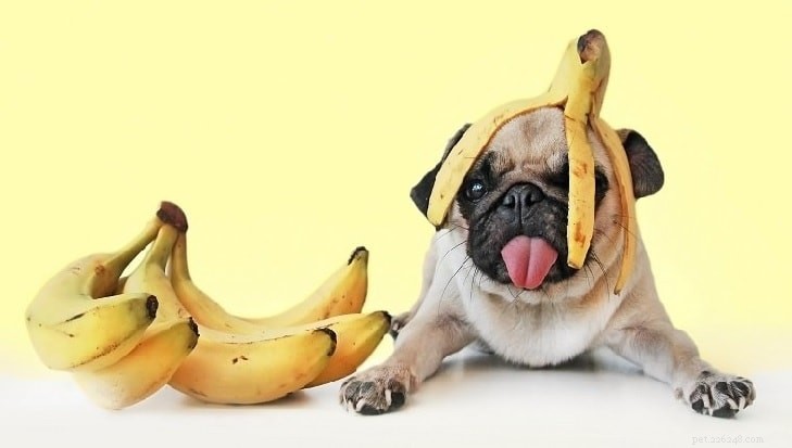 JA! Uw hond kan bananen eten, maar geen schillen. Een matige dosis zou het beste zijn