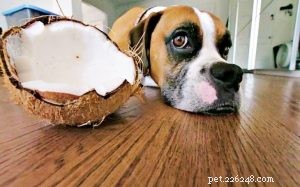 Vaši psi mohou rozhodně jíst kokosové maso a kokosovou vodu – přínosy pro zdraví a živiny