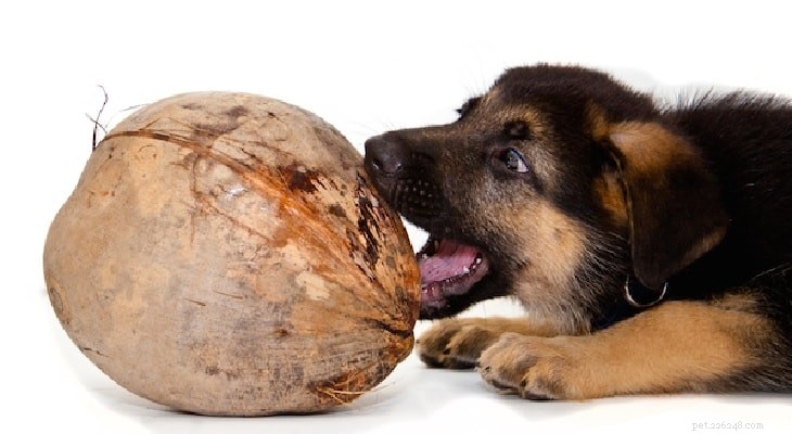 あなたの犬は間違いなくココナッツ肉とココナッツ水を食べることができます–健康上の利点と栄養素 
