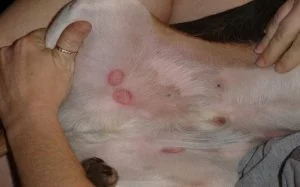 犬の腹の白癬。予防と治療の方法で写真 