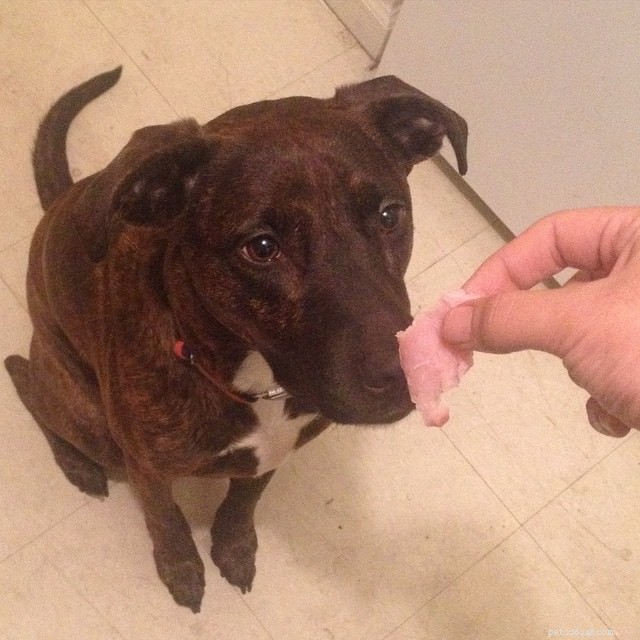 Honden die ham eten – voordelen en nadelen die worden veroorzaakt door ham aan honden te voeren