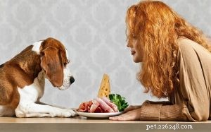 Cani che mangiano prosciutto:benefici e danni provocati dai da mangiare prosciutto ai cani