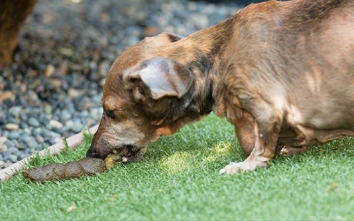 Hund äter bajs/pall – skäl till att äter av bajs hundar och valpar