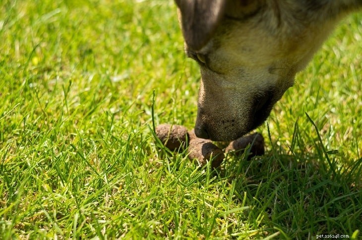 Cão comendo cocô/fezes – Razões para comer cocô em cães e filhotes