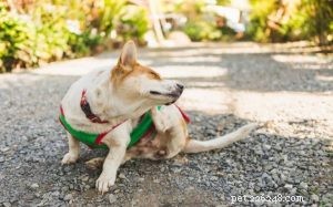 Infection à l herbe à puce chez le chien – Causes, diagnostic et traitement