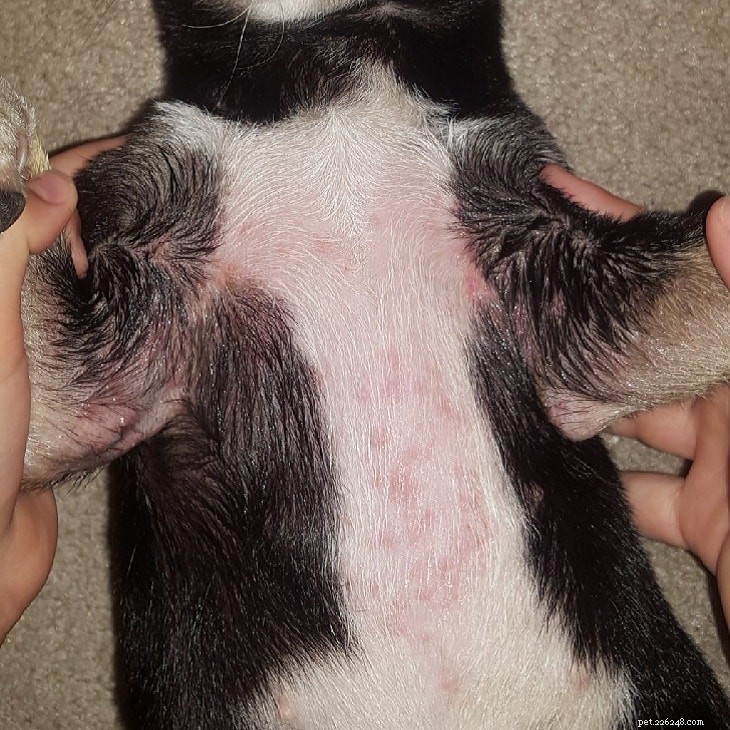 Infection à l herbe à puce chez le chien – Causes, diagnostic et traitement