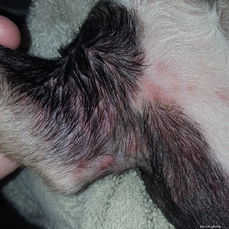 Poison Ivy-infektion hos hundar – orsaker, diagnos och behandling