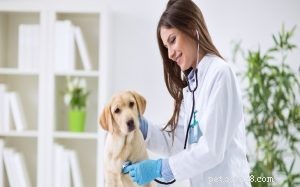Doxycyklin pro psy – vedlejší účinky, dávkování a správné použití