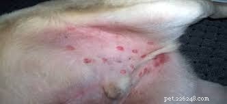 Infecção por hera venenosa em cães - causas, diagnóstico e tratamento 