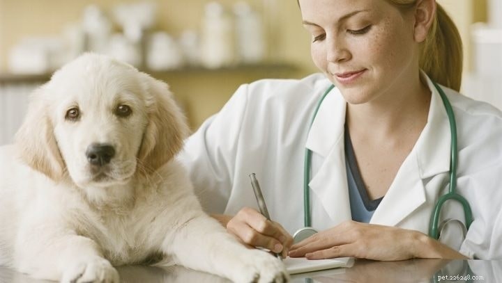 犬のためのドキシサイクリン–副作用、投与量、および適切な使用法 
