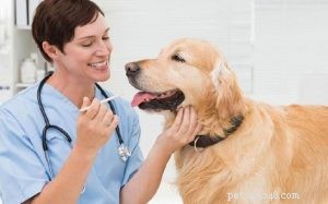 犬のためのセファレキシン–副作用、投与量、および使用法 