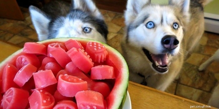 Kunnen honden watermeloen eten? Voordelen en effecten