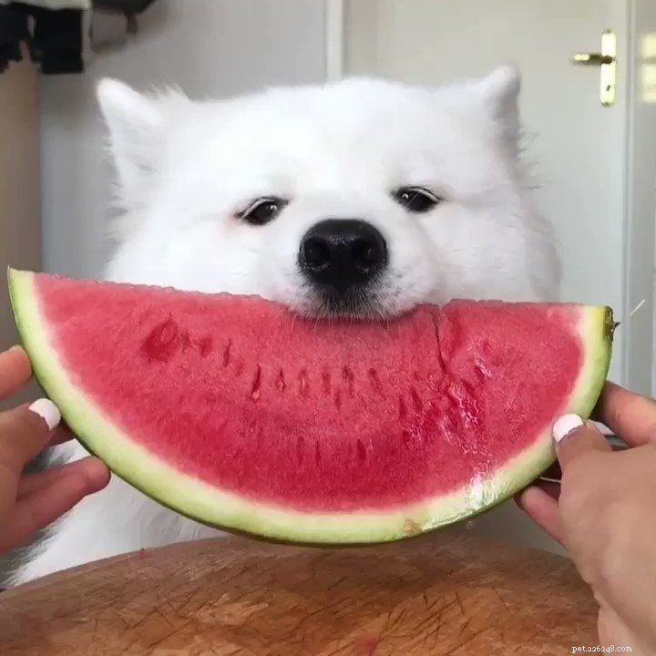 Kan hundar äta vattenmelon? Fördelar och effekter