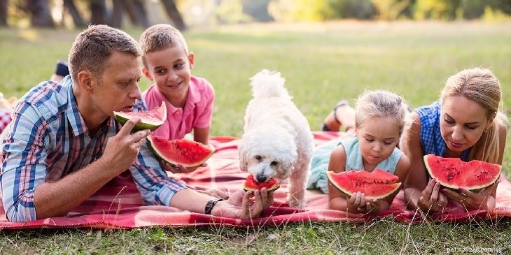 Kan hundar äta vattenmelon? Fördelar och effekter