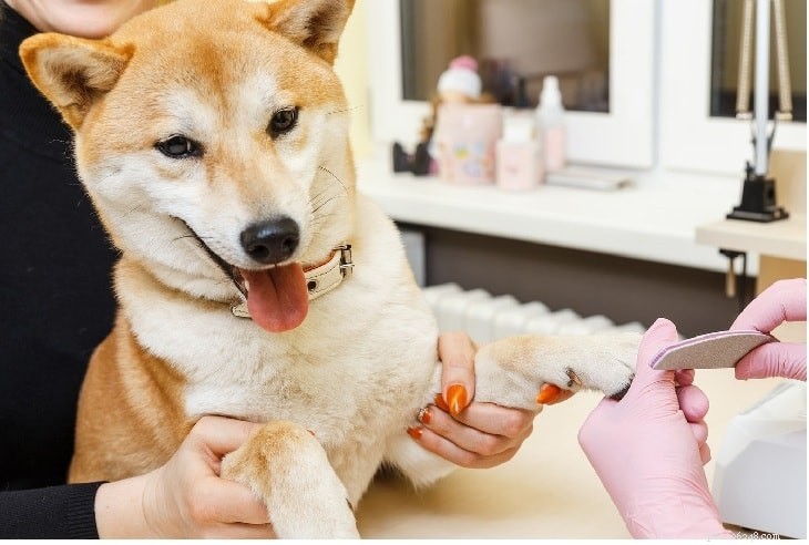 Thuis de nagel van uw hond knippen
