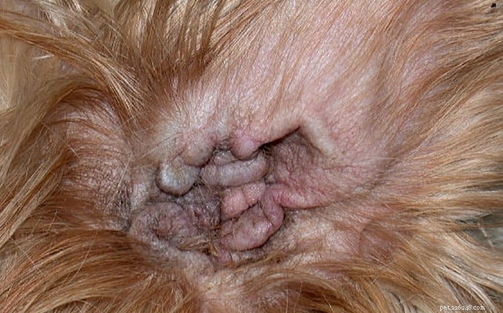 犬の耳炎と治療における中耳炎 