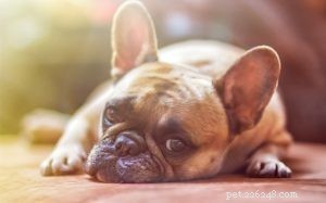 Otitis media bij honden diagnose en behandeling