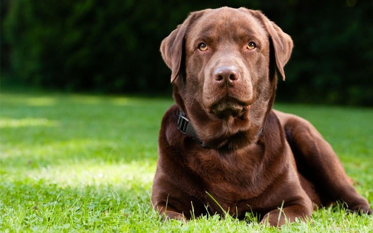 Diagnostika a léčba zánětu středního ucha u psů